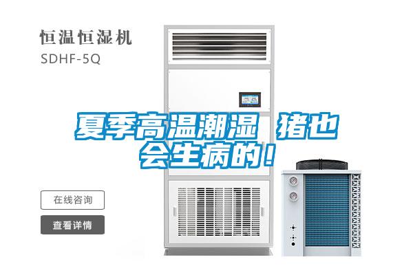 夏季高溫潮濕 豬也會(huì)生病的！