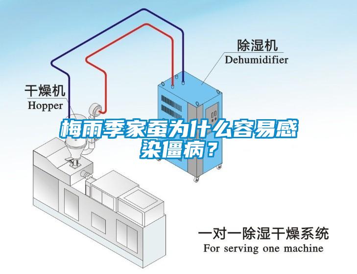 梅雨季家蠶為什么容易感染僵病？