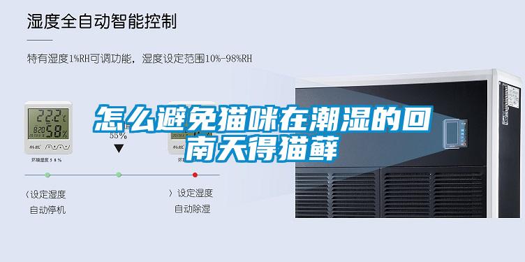怎么避免貓咪在潮濕的回南天得貓蘚