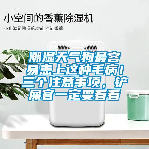 潮濕天氣狗最容易患上這種毛??！三個注意事項，鏟屎官一定要看看
