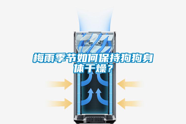 梅雨季節如何保持狗狗身體干燥？