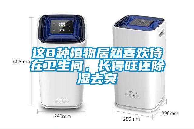 這8種植物居然喜歡待在衛(wèi)生間，長(zhǎng)得旺還除濕去臭
